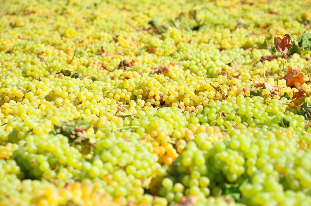 Üzüm ihracatının yüzde 90'ı bu kentten yapılıyor: 103 ülkeye gönderiliyor! Üzümler serildi, ovadan renkli görüntüler... 14